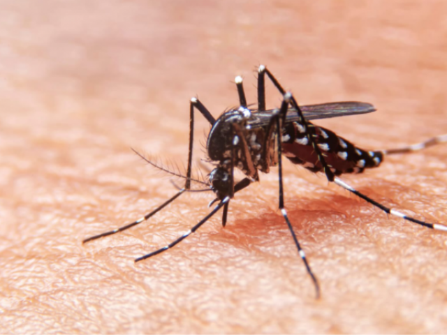 Dengue: solicitan intensificar las medidas preventivas