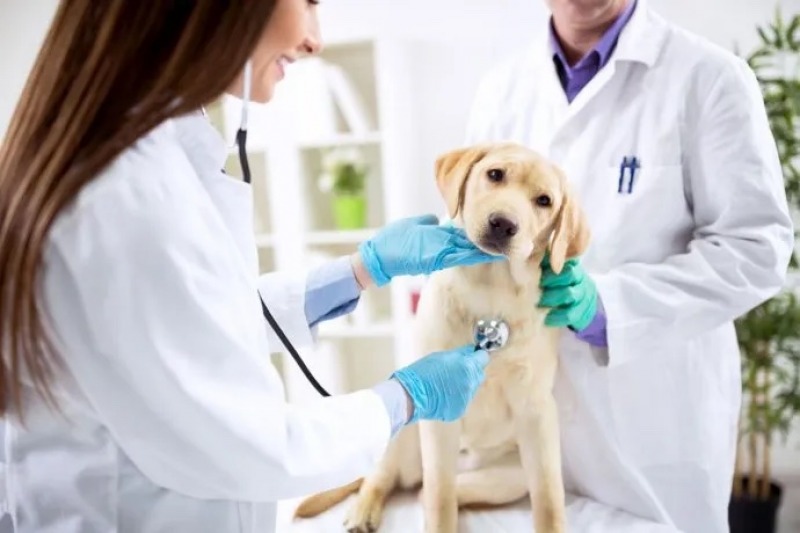 Da del Veterinario: por qu se celebra cada 6 de agosto?