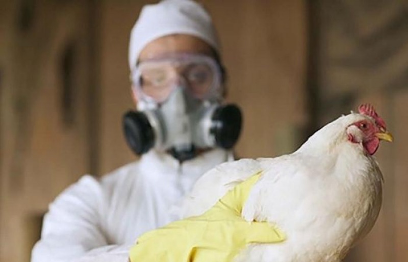 Gripe aviar: en Olavarra se form una mesa de notificacin