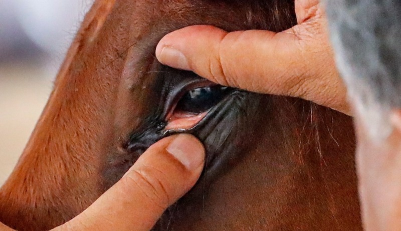 Confirman un caso humano de encefalomielitis equina en Santa Fe