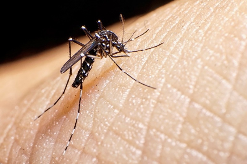 Se confirmaron 15 casos positivos de dengue