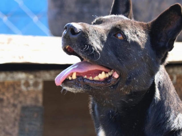 Castraciones caninas y felinas: el lunes en Colonia Hinojo