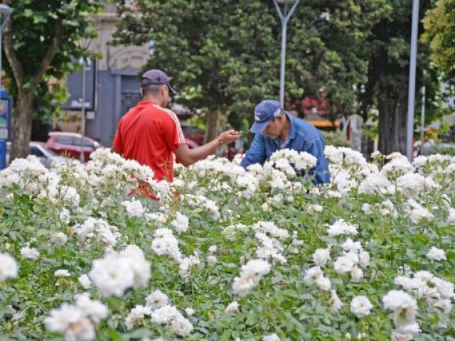 Tradicional jornada de poda de rosas en la Plaza Central