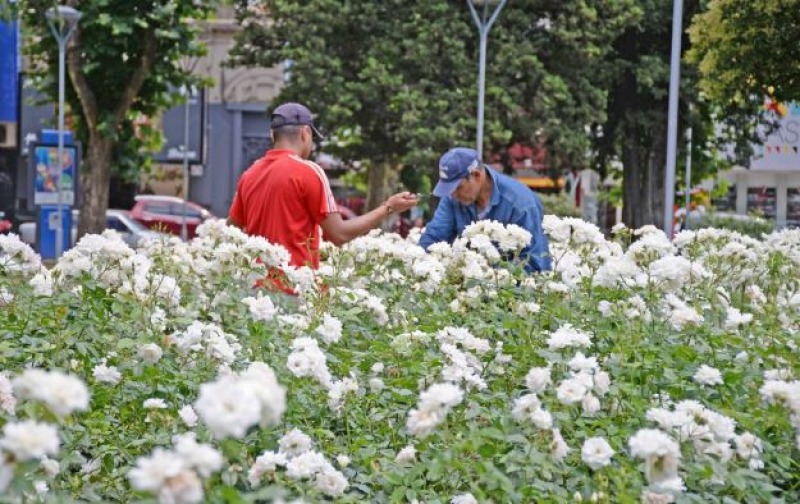 Tradicional jornada de poda de rosas en la Plaza Central