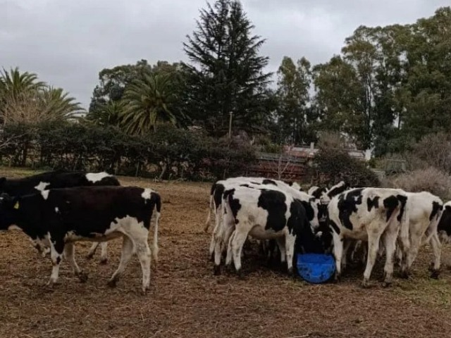 Desaparecieron 11 vaquillonas Holando en un campo de Bolvar