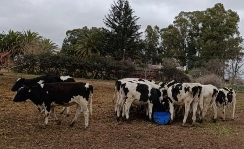 Desaparecieron 11 vaquillonas Holando en un campo de Bolvar