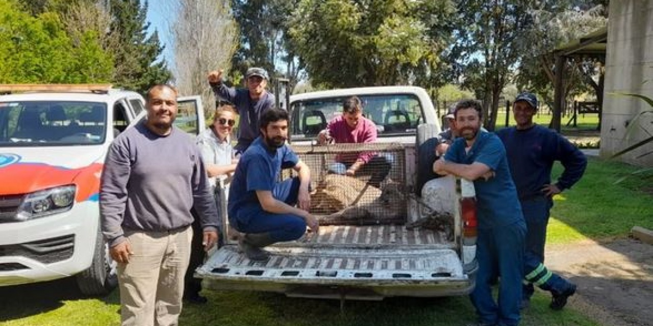 Apareci un puma en el country Sauveterre