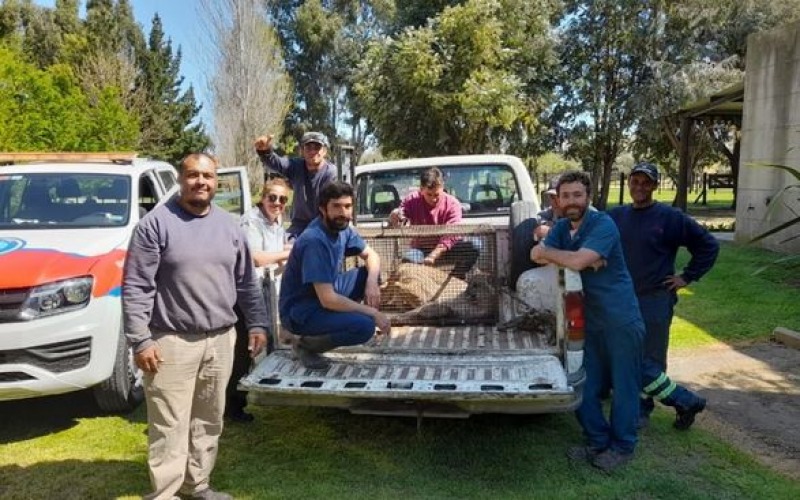 Apareci un puma en el country Sauveterre