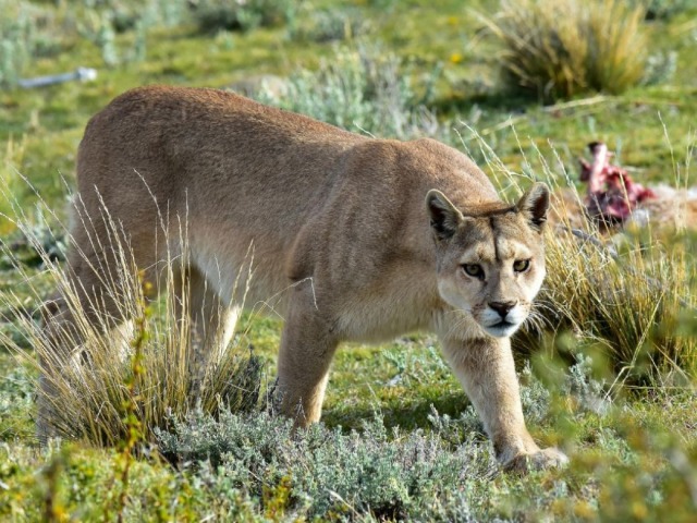 Avistaron a otro puma en las cercanas de la ex ENET