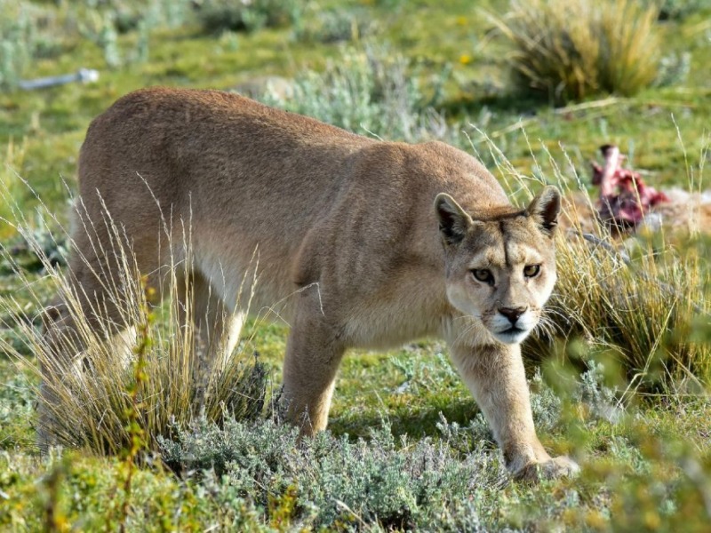 Avistaron a otro puma en las cercanas de la ex ENET