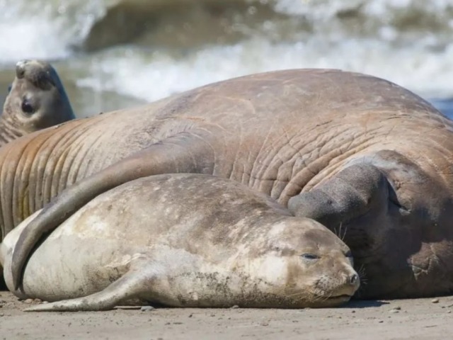 Nacieron cachorros de elefante marino en costas bonaerenses