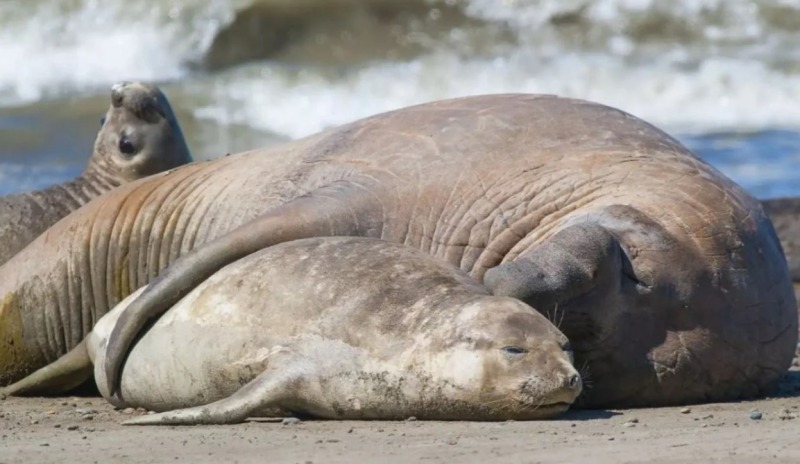 Nacieron cachorros de elefante marino en costas bonaerenses