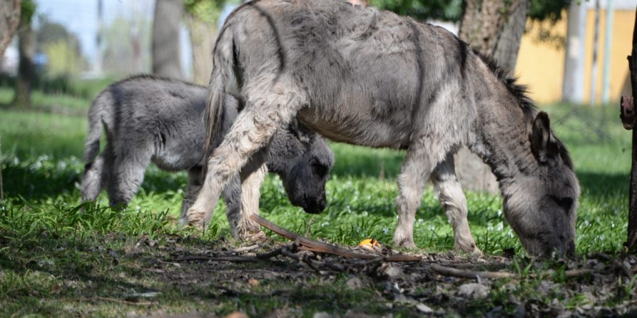 Los animales son ajenos: no qued ni el burro gris enano