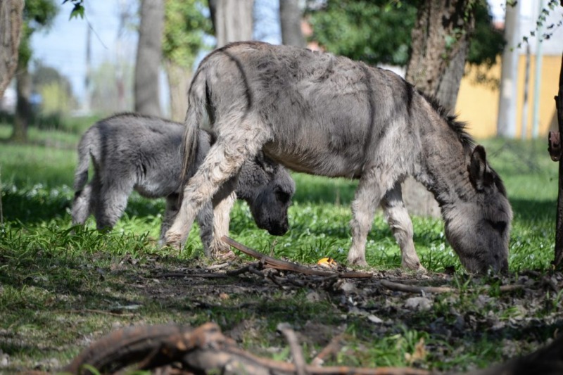 Los animales son ajenos: no qued ni el burro gris enano