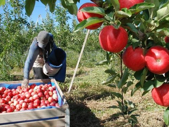 Alimentos: el consumidor paga 3,6 veces lo que recibe el productor