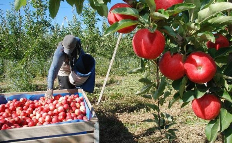 Alimentos: el consumidor paga 3,6 veces lo que recibe el productor