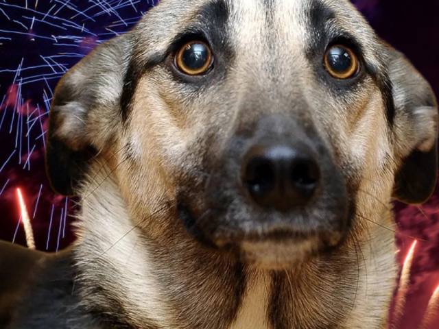 Las mascotas frente al uso de pirotecnia