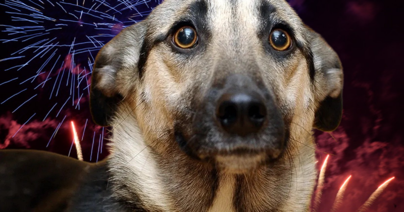 Las mascotas frente al uso de pirotecnia