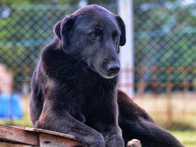 En el 2024 se concretaron 79 adopciones caninas y felinas