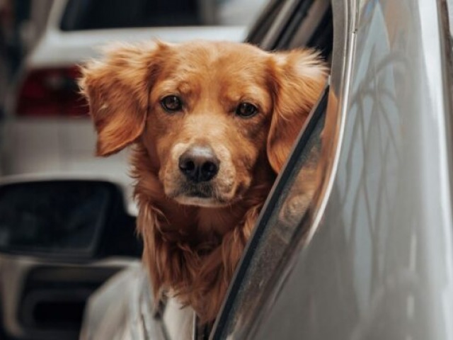 Advierten que en verano hay ms abandonos de mascotas