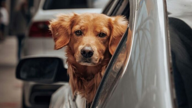 Advierten que en verano hay ms abandonos de mascotas