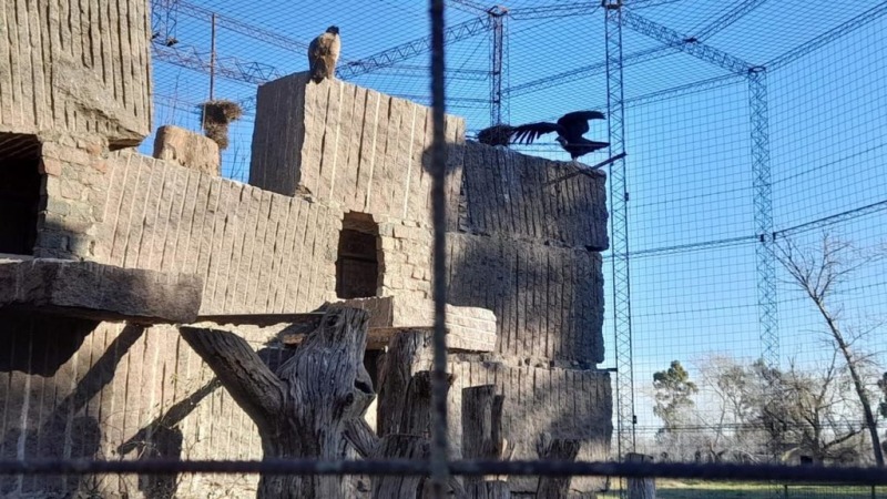 Nuevo nacimiento de cndor andino en el Bioparque de Olavarra