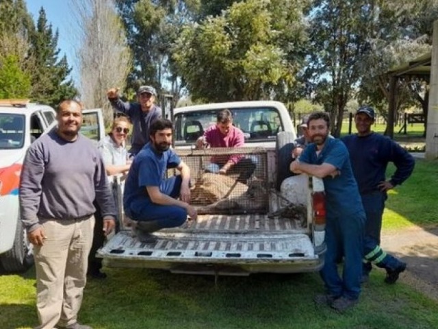 Los grandes mamferos volvieron a la Provincia para quedarse