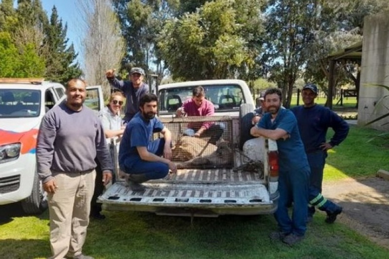 Los grandes mamferos volvieron a la Provincia para quedarse